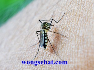 Cara Alami Mengobati Malaria