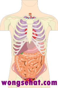 Organ Tubuh Manusia